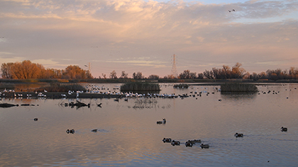 colusa-butte-basins