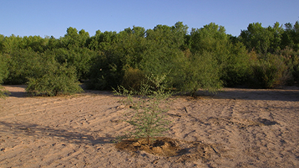 transnational-wetlands-still