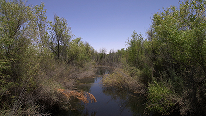 transnational-wetlands